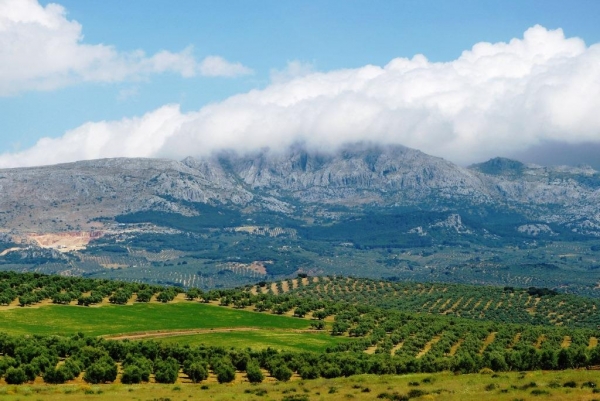 Zdjęcie z Hiszpanii - powrót przez oliwkowe gaje Andaluzji