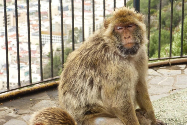 Zdjęcie z Giblartaru - Gibraltar bez magotów nie byłby Gibraltarem