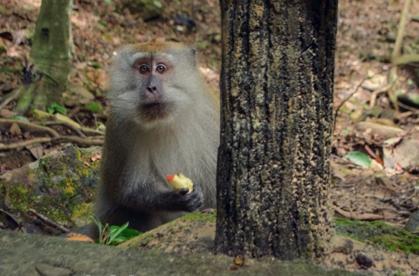 Zdjęcie z Malezji - LANGKAWI