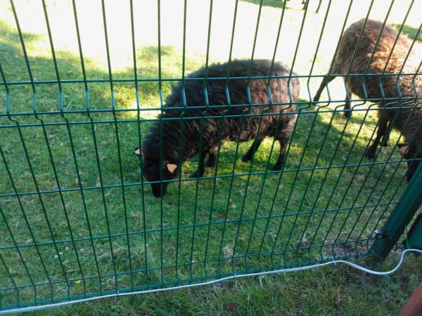 Zdjęcie z Polski - Mini Zoo w Jantarze