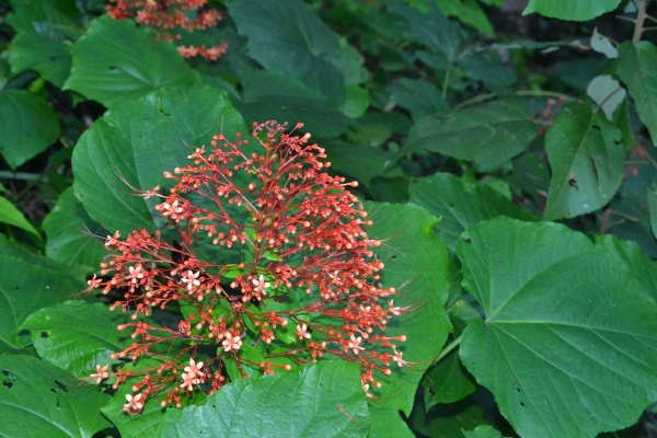 Zdjęcie z Tajlandii - Tropikalna flora