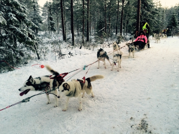 Zdjęcie z Finlandii - husky safari