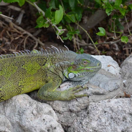 Zdjęcie z Curacao - 