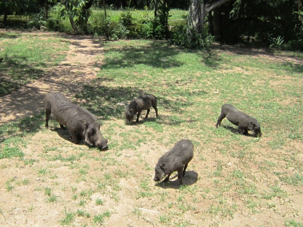 Zdjęcie z Republiki Półudniowej Afryki - Park Narodowy Krugera