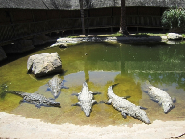 Zdjęcie z Republiki Półudniowej Afryki - Cango Wildlife Ranch