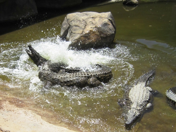 Zdjęcie z Republiki Półudniowej Afryki - Cango Wildlife Ranch