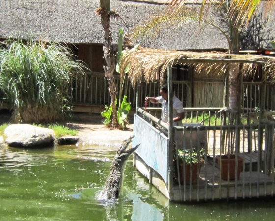 Zdjęcie z Republiki Półudniowej Afryki - Cango Wildlife Ranch