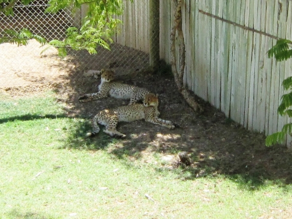 Zdjęcie z Republiki Półudniowej Afryki - Cango Wildlife Ranch