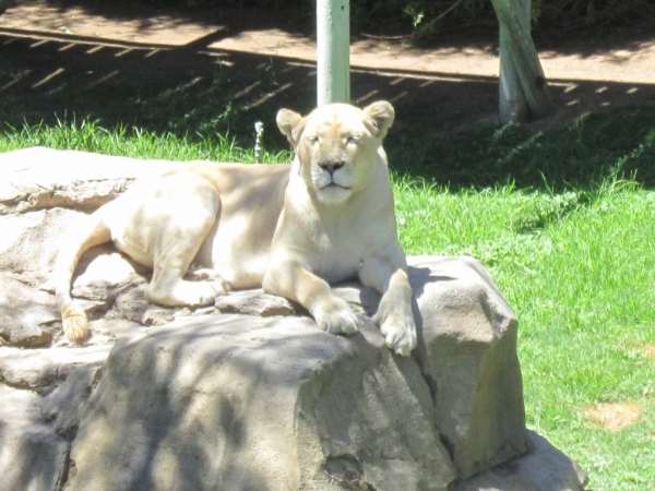 Zdjęcie z Republiki Półudniowej Afryki - Cango Wildlife Ranch