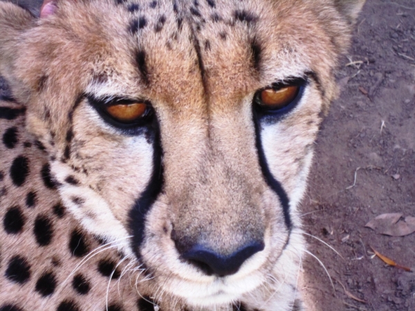 Zdjęcie z Republiki Półudniowej Afryki - Cango Wildlife Ranch