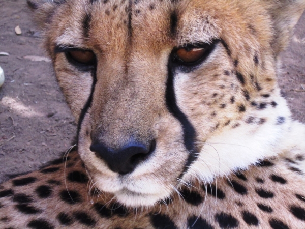 Zdjęcie z Republiki Półudniowej Afryki - Cango Wildlife Ranch