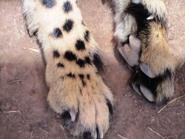 Zdjęcie z Republiki Półudniowej Afryki - Cango Wildlife Ranch