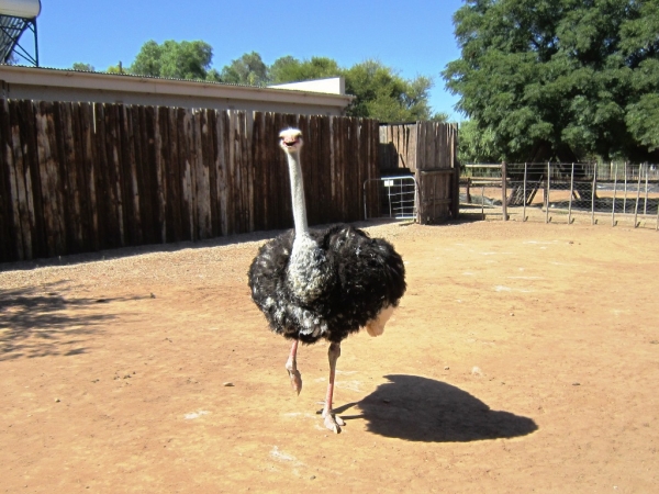 Zdjęcie z Republiki Półudniowej Afryki - Ostrich Show Farms Oudtshoorn