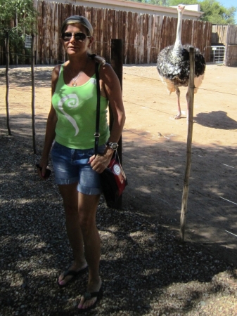 Zdjęcie z Republiki Półudniowej Afryki - Ostrich Show Farms Oudtshoorn