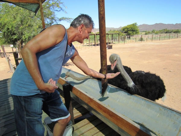 Zdjęcie z Republiki Półudniowej Afryki - Ostrich Show Farms Oudtshoorn