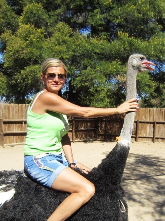 Zdjęcie z Republiki Półudniowej Afryki - Ostrich Show Farms Oudtshoorn