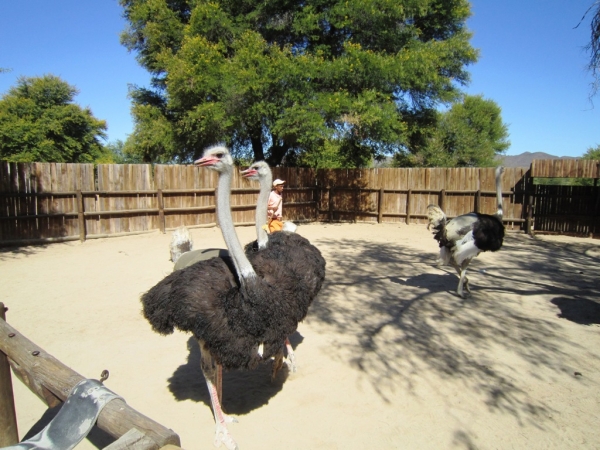 Zdjęcie z Republiki Półudniowej Afryki - Ostrich Show Farms Oudtshoorn