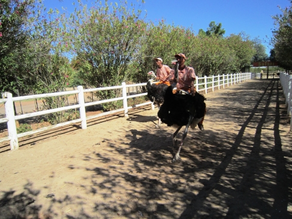 Zdjęcie z Republiki Półudniowej Afryki - Ostrich Show Farms Oudtshoorn