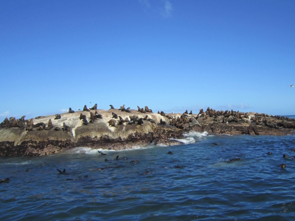 Zdjęcie z Republiki Półudniowej Afryki - Seal Island - Kapsztad