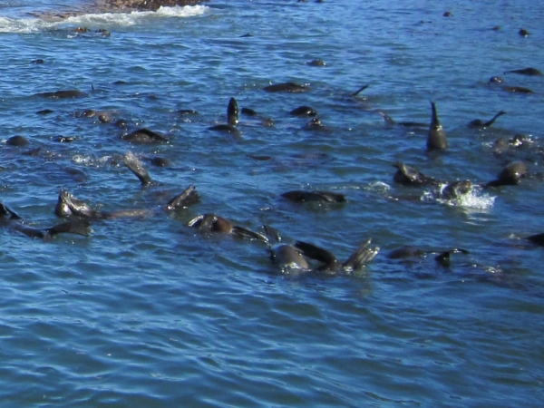 Zdjęcie z Republiki Półudniowej Afryki - Seal Island - Kapsztad