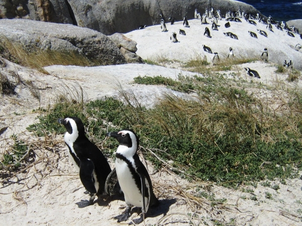 Zdjęcie z Republiki Półudniowej Afryki - Boulders Beach