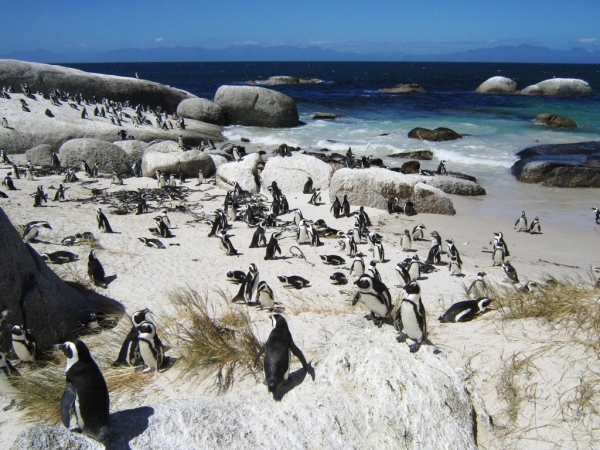 Zdjęcie z Republiki Półudniowej Afryki - Boulders Beach