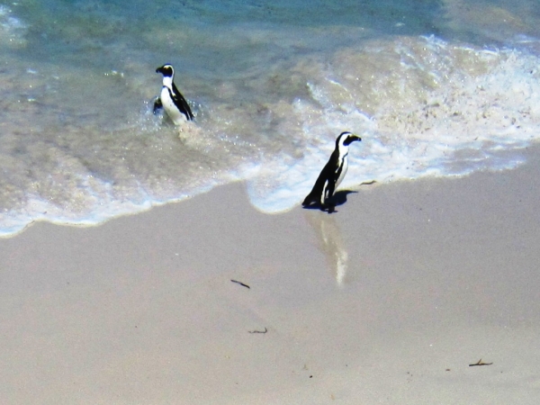 Zdjęcie z Republiki Półudniowej Afryki - Boulders Beach