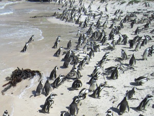 Zdjęcie z Republiki Półudniowej Afryki - Boulders Beach