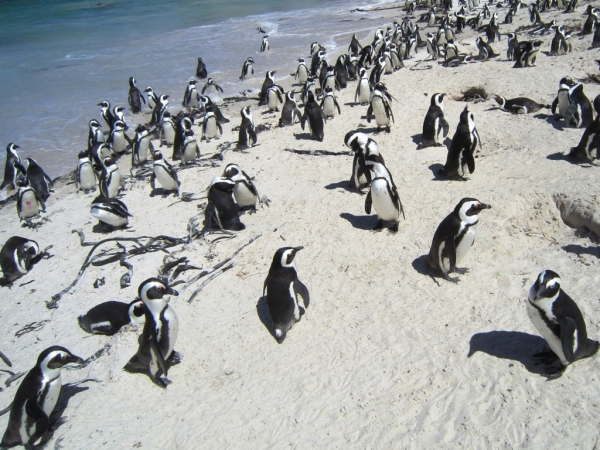 Zdjęcie z Republiki Półudniowej Afryki - Boulders Beach