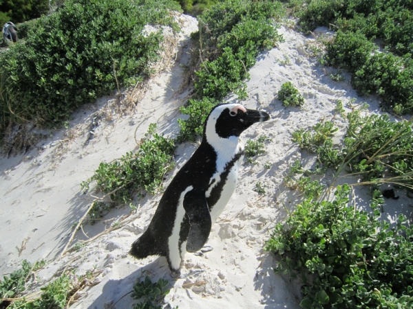 Zdjęcie z Republiki Półudniowej Afryki - Boulders Beach