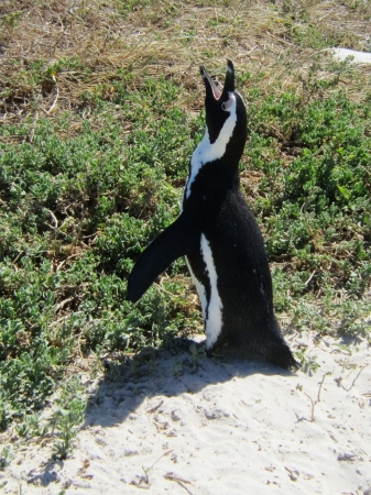 Zdjęcie z Republiki Półudniowej Afryki - Boulders Beach