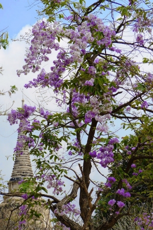 Zdjęcie z Tajlandii - Ayutthaya