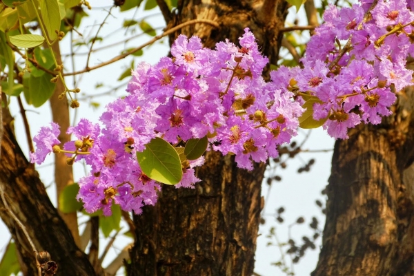 Zdjęcie z Tajlandii - tajska flora na każdym kroku zachwyca