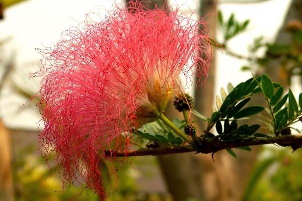 Zdjęcie z Tajlandii - zaskakująca flora