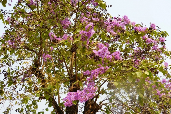 Zdjęcie z Tajlandii - zachwycająca Pani Flora