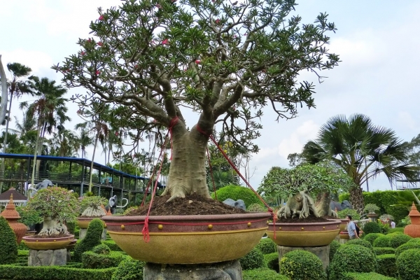 Zdjęcie z Tajlandii - sektor bonsai 