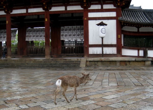 Zdjęcie z Japonii - Nara