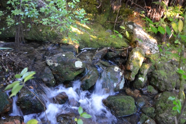 Zdjęcie z Nowej Zelandii - Waitati Gardens