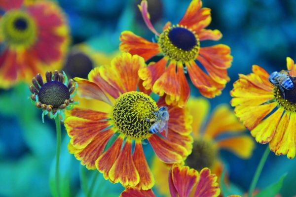 Zdjęcie z Nowej Zelandii - Fauna i flora 