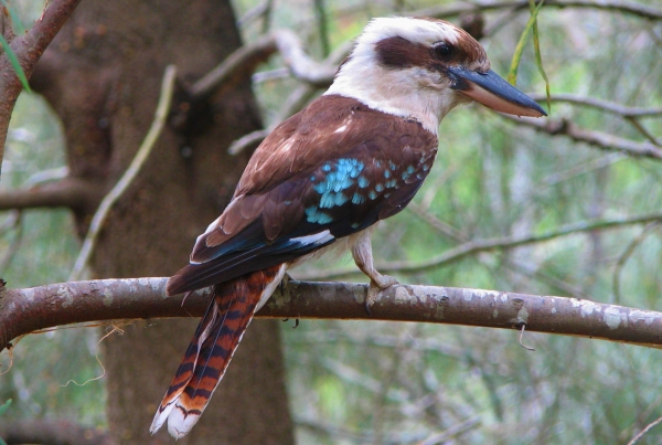 Zdjęcie z Australii - Drapiezna kookaburra, najwiekszy przedstawiciel rodziny zimorodkow