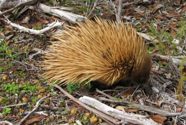 Zdjęcie z Australii - Echidna (kolczatka), takiej rudej jeszcze nie widzialem :)