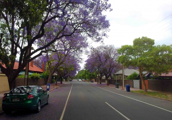 Zdjęcie z Australii - Jacarandowa ulica
