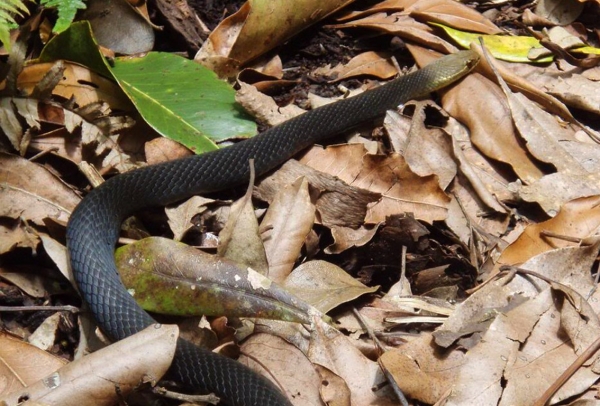 Zdjęcie z Australii - Jadowity waz brown snake