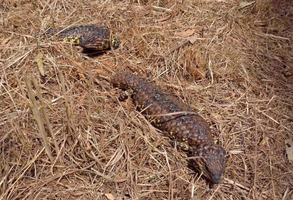 Zdjęcie z Australii - Para jaszczurek sleeping lizards 