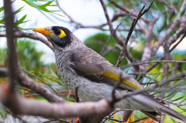 Zdjęcie z Australii - Miodożer maskowy czyli noisy miner