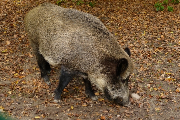 Zdjęcie z Polski - dzik jest dziki dzik jest zły, dzik ma (czasami) bardzo ostre kły:)