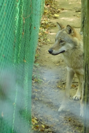 Zdjęcie z Polski - wilk na wilczym szlaku, który poruszał się tylko wzdłuż swojego płotu