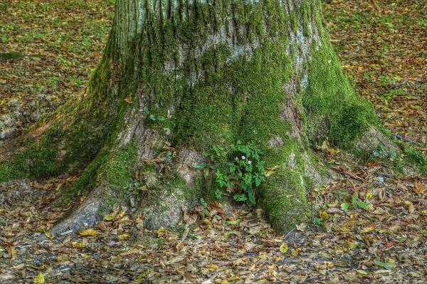 Zdjęcie z Polski - puszcza białowieska