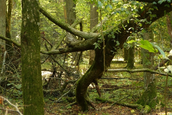 Zdjęcie z Polski - puszcza białowieska