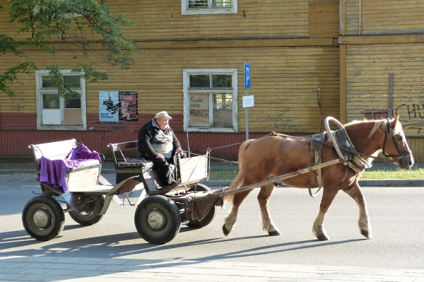 Zdjęcie z Polski - jesteśmy w centrum Białowieży